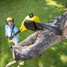 Professional Tree Removal in Colorado Springs, CO