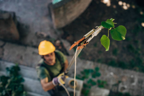 How Our Tree Care Process Works  in  Colorado Springs, CO