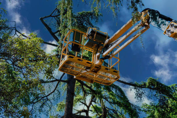 Best Tree Maintenance Programs  in Lorado Springs, CO