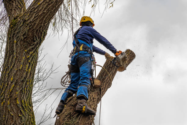 Best Leaf Removal  in Lorado Springs, CO