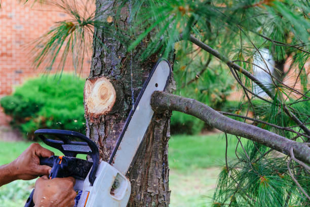 Best Hazardous Tree Removal  in Lorado Springs, CO